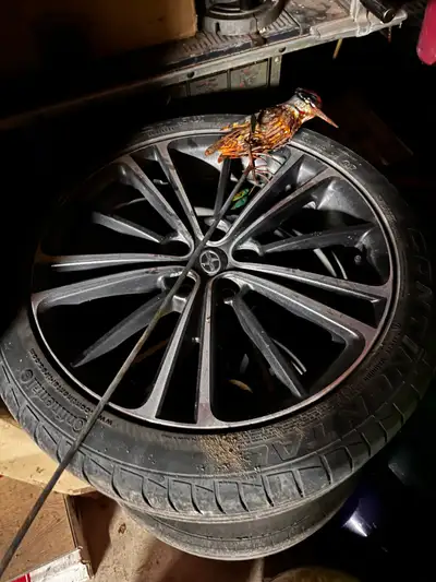 Consider purchasing a set of summer tires with 17” rims to improve your vehicle's handling and perfo...