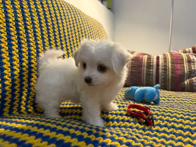 Purebred Maltese puppies, View more