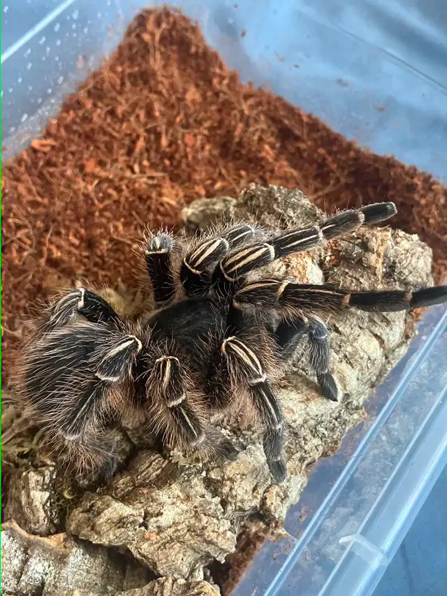 Costa rican zebra tarantula in Reptiles & Amphibians for Rehoming in City of Toronto - Image 5