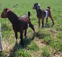 4 Male Goats for Sale