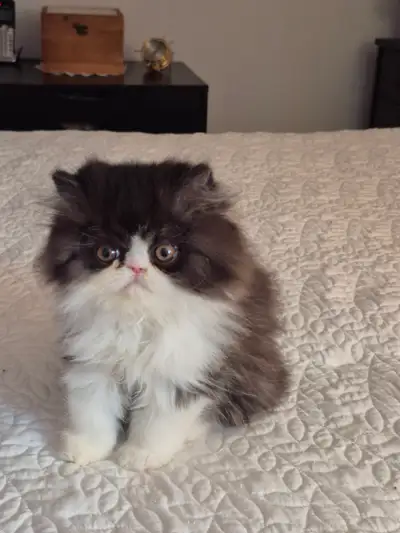 Persian kitten, View more