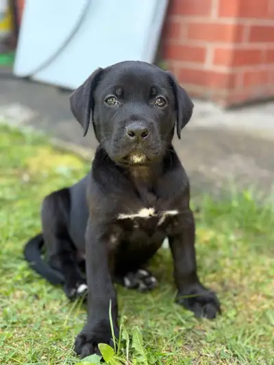 Absolutely Adorable Labrador Mix Puppies !, View more