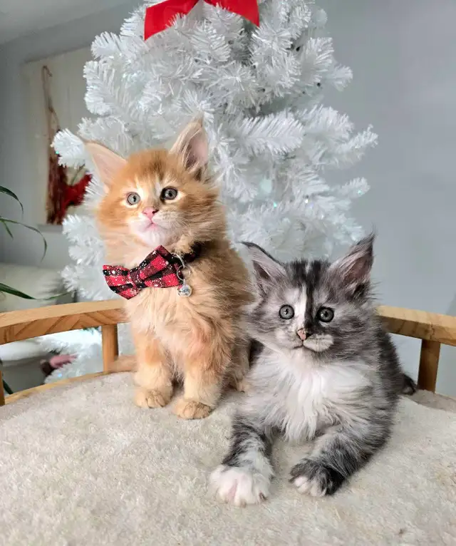 CHAMPION GIGANTIC MAINE COONS