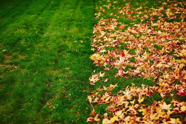 Lawn Care Services for Fall