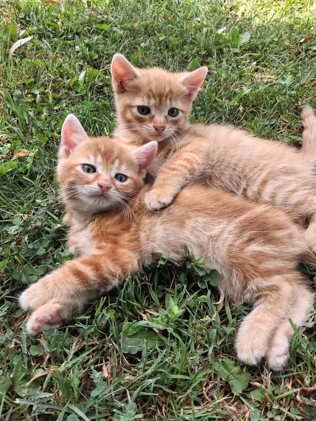 Cute kittens ready for new home ! in Cats & Kittens for Rehoming in Owen Sound - Image 3
