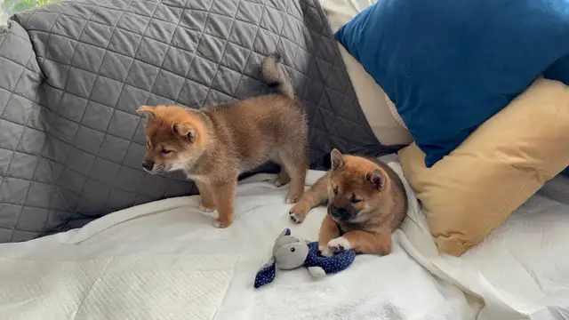 Purebred Shiba Inu Puppies Vaccinated, Microchipped & Home Raise in Dogs & Puppies for Rehoming in City of Toronto - Image 5