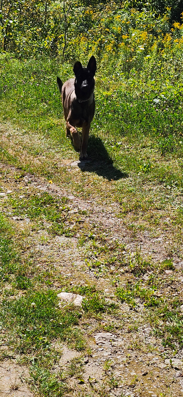 F ,  Berger Malinois dans Chiens et chiots à adopter  à Ville de Québec - Image 4