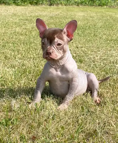  Hairless French Bulldog puppy puppies Available, View more