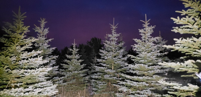 Blue Spruce Trees ~ Dig Your Own ~ $20/ft in Plants, Fertilizer & Soil in Kitchener / Waterloo - Image 2