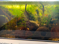 10gallon fish tank