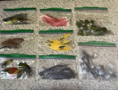 Naturally cruelty free bird feathers, View more