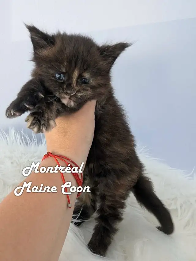 Maine Coon pure race in Cats & Kittens for Rehoming in City of Montréal - Image 7