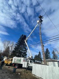 Affordable tree removal  Spring cleanup