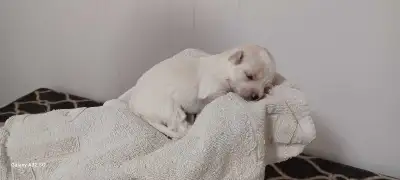 Cute Purebred Havanese Puppies , View more