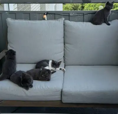 GREY KITTENS, View more