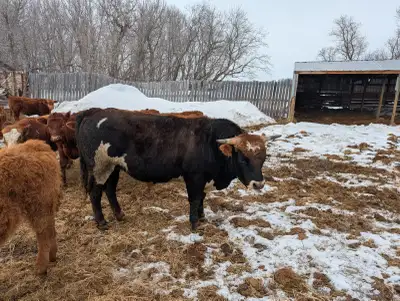 Longhorn Simmental Cross Bull, View more