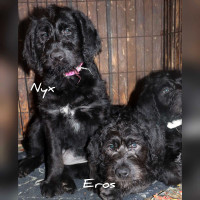 F1 LABRADOODLES! Ready to go! GREATLY REDUCED!