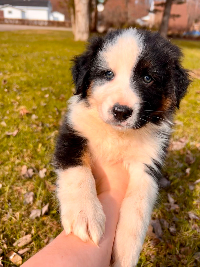 Chiot berger australien pure race dans Chiens et chiots à adopter  à Ville de Québec