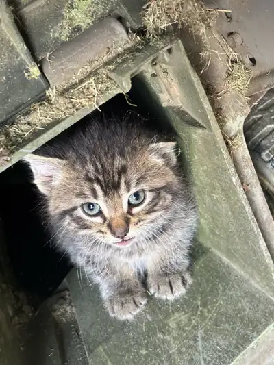 1 male kitten for sale, View more