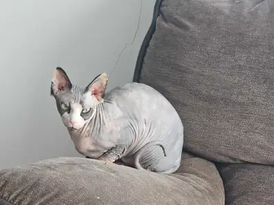 sphynx Femelle 2 ans , View more