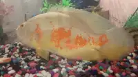 Albino Oscar , endlicheri bitchir,  red tail catfish 