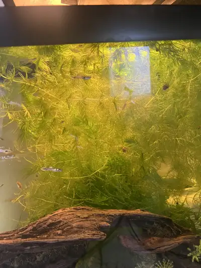 $1 for a 4 inch cutting, or $3 for a 12 inch cutting or 2 for $5. guppy grass $5 for a small sandwic...