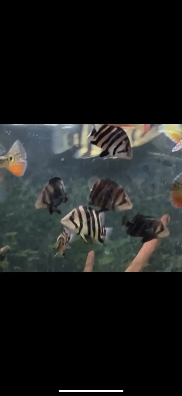 High quality datnoids available in Fish for Rehoming in Markham / York Region - Image 2