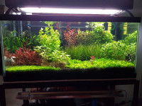 Aquarium Plants Live Stem Carpeting Moss Crypts Fish co2