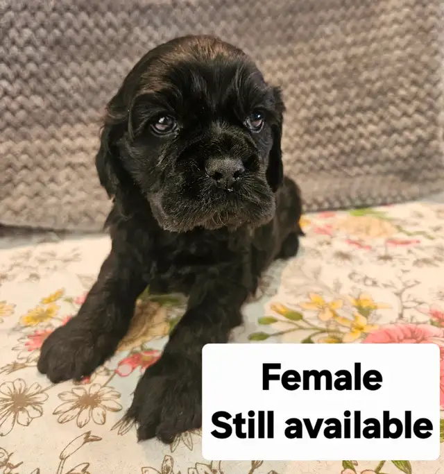 CKC Registered American Cocker Spaniel Pups in Dogs & Puppies for Rehoming in Mission - Image 2