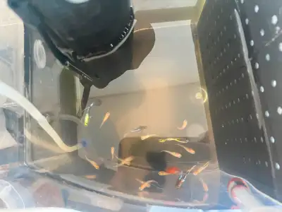 10 Guppy Fish, View more