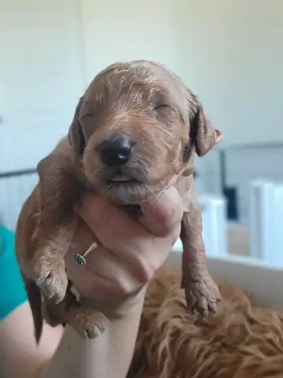 Reserve your mini Goldendoodle today! go home date end of July, View more