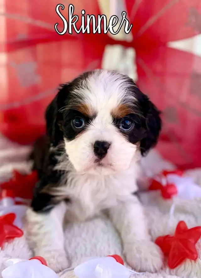 CKC Reg’d fully health tested Cavalier puppy in Dogs & Puppies for Rehoming in St. Albert - Image 4