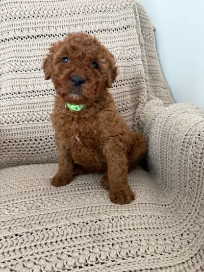 We have one male F1b Goldendoodle puppy named Chester! He is the sweetest little guy! Molly, mom is...