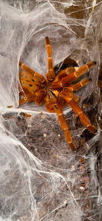 Orange baboon tarantula (OBT)