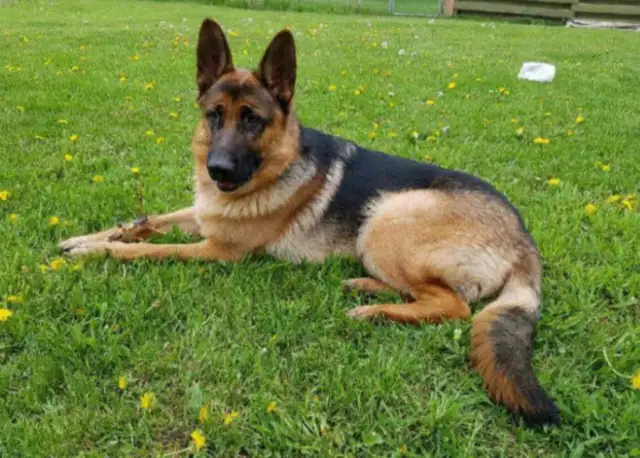 Low shedding Shepadoodle puppies! in Dogs & Puppies for Rehoming in Kingston - Image 11