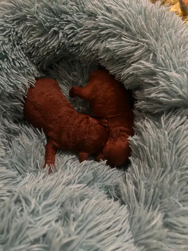 Beautiful dark red toy poodle puppies in Dogs & Puppies for Rehoming in City of Toronto - Image 6