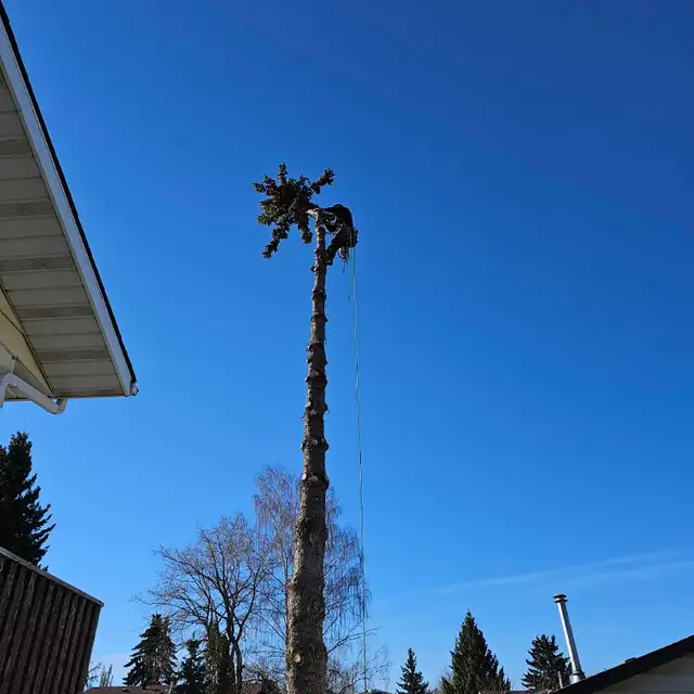 Essential Tree Services 533909563360552961