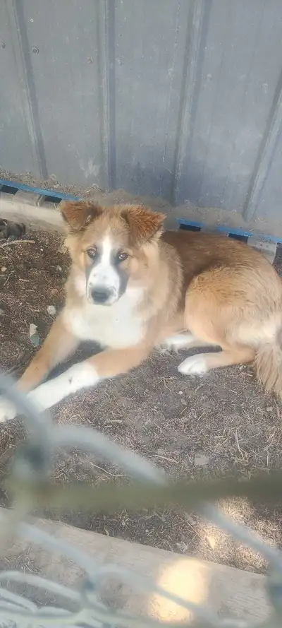 Two beautiful pups first two pictures are from Hunter a stunning German shepherd collie mix and the...