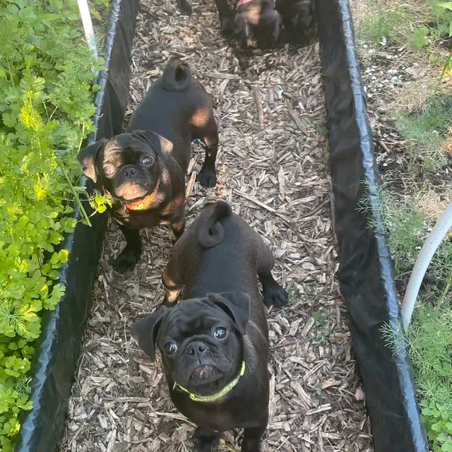 pug puppy in Dogs & Puppies for Rehoming in West Island - Image 6