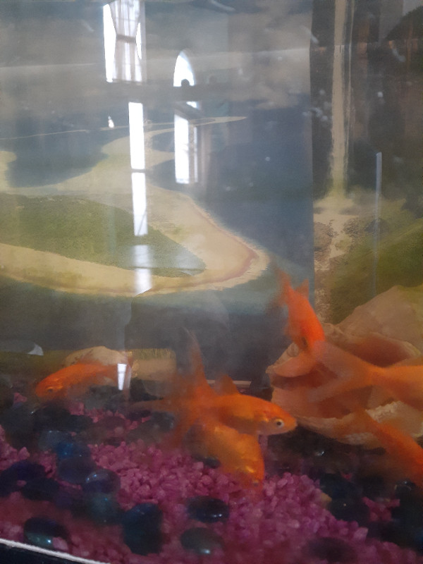 Comet goldfish with 10 gallon tank. in Fish for Rehoming in Calgary - Image 4