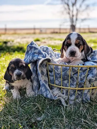 Blossoming Bassett Hound Puppies!, View more