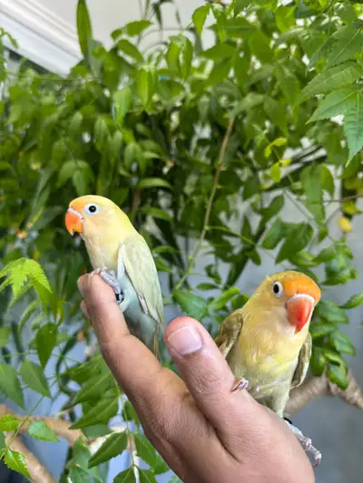 Fischer lovebirds baby (Parblue)., View more