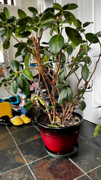 Large rubber plant rubber tree with pot 