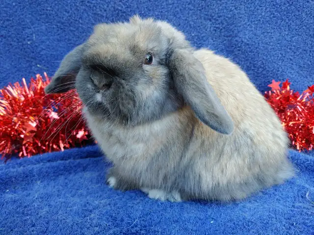 EXTRAORDINARY BABY HOLLAND LOPS in Small Animals for Rehoming in Ottawa - Image 5