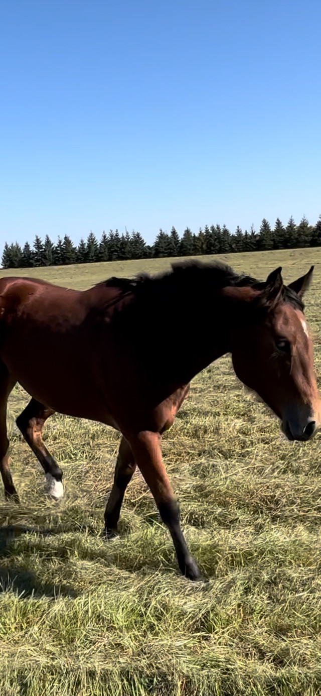 Gorgeous quarter horse in foal in Horses & Ponies for Rehoming in Edmonton - Image 4