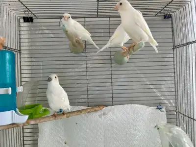 Canaries for sale, View more