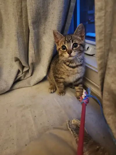 Très beau chaton mâle, View more