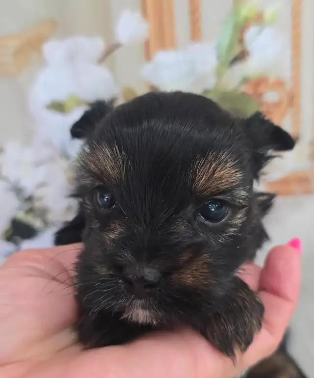 YORKSHIER TERRIER PUPPIES in Dogs & Puppies for Rehoming in Oshawa / Durham Region - Image 11