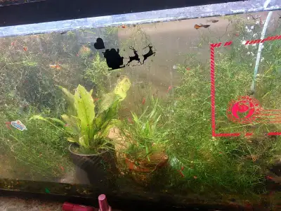 1 gallon bucket of Java moss. Was from my shrimp and snail tank over growth. Probably 4 or 5 sandwic...