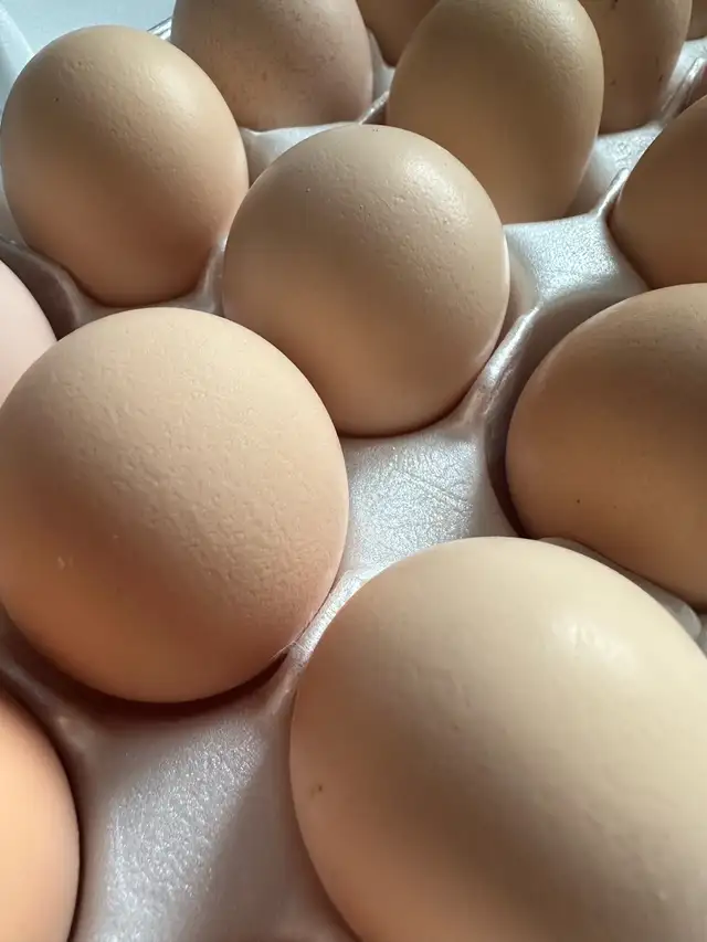 Pure Lavender Orpington Hatching Eggs in Livestock in Edmonton - Image 3
